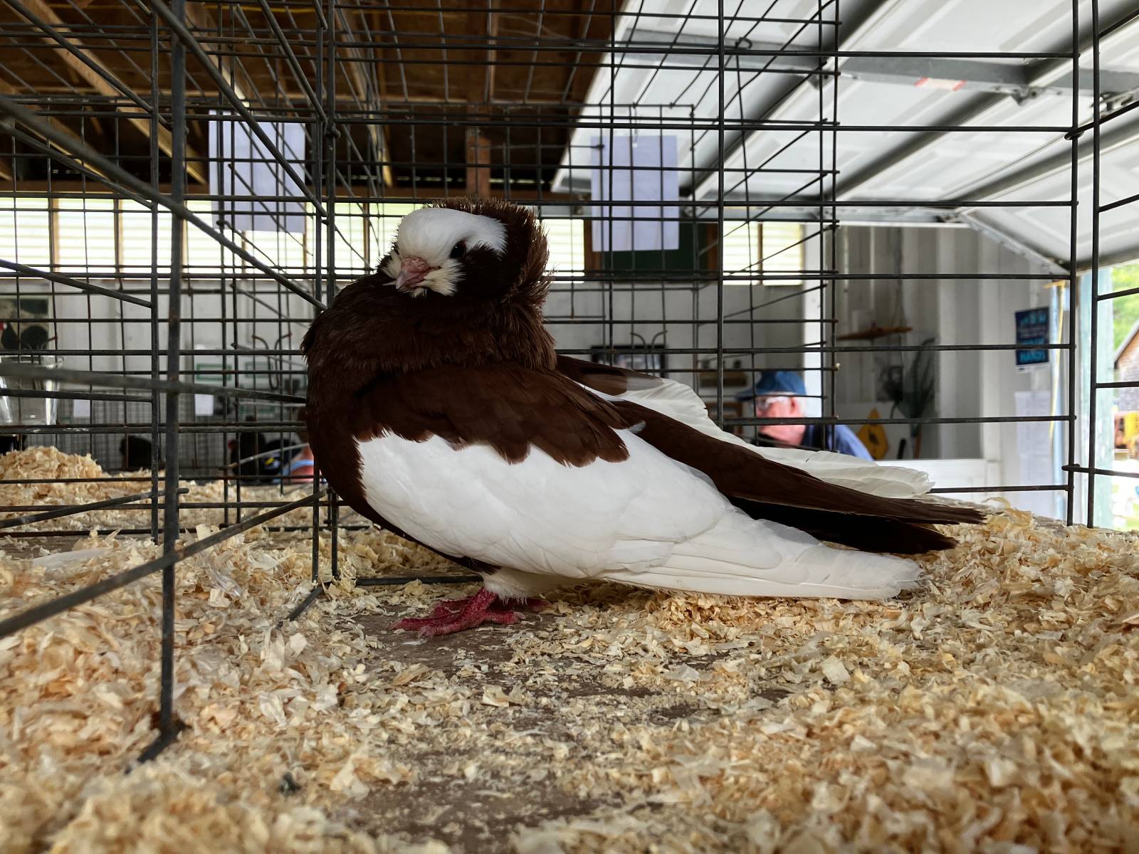 Raising Show Pigeons